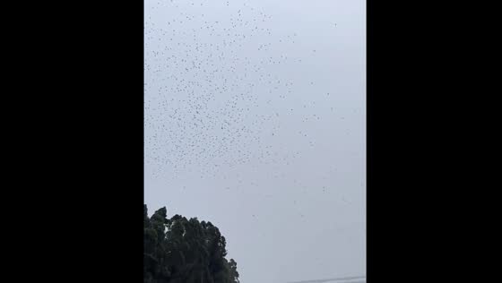 Cai Guoqiang's daytime fireworks performance in Quanzhou disrupted by drone crash