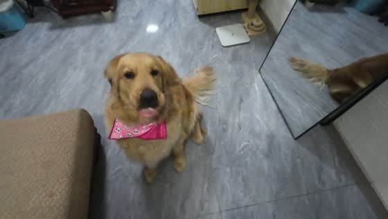 Golden Retriever makes funny noises while eating yogurt in Fujian, China