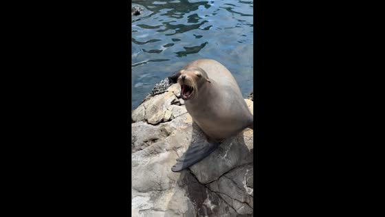 Sea lion "singing" on a rock interrupted by white egret in Orlando, Florida