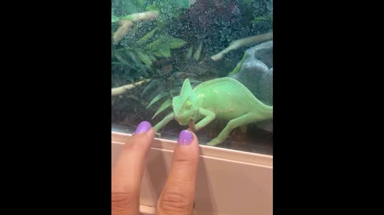 Playful chameleon follows finger taps in Rohnert Park, California, USA