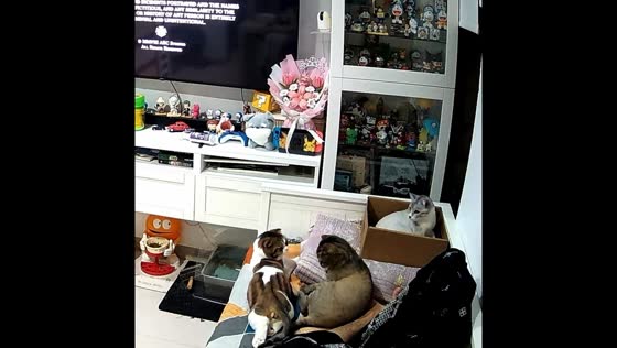 Cat’s sudden vomit surprises lounging companions in Jakarta, Indonesia