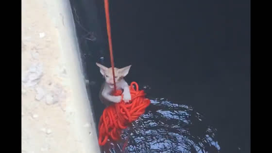 Cat rescued from sewer in Wuhan City