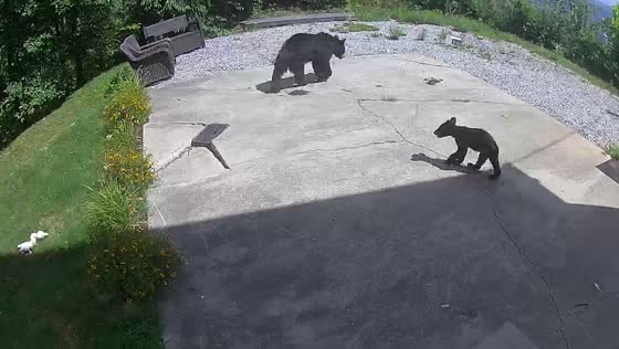 Bear and cubs roam Sevierville home