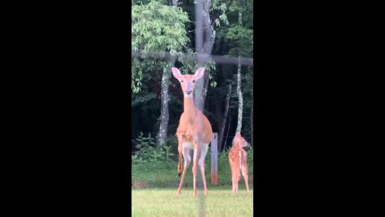 Deer reacts to hidden movement, startles fawn in Bedford, Virginia