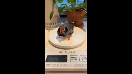 Tiny bird cutely weighed in Tokyo, Japan