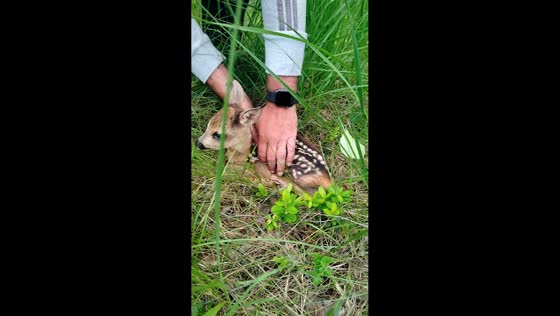 Fawn encounter while foraging mushrooms in Vyetka, Belarus