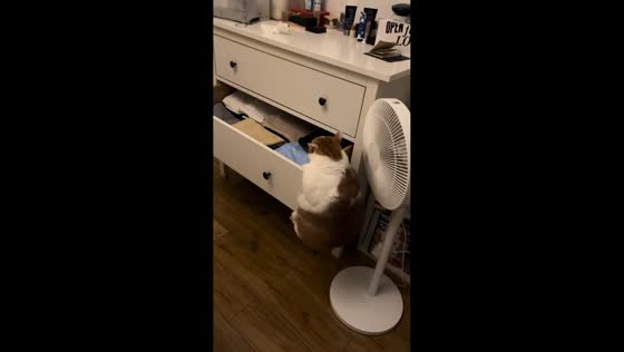 Chubby cat hilariously fails to climb into cabinet in Hubei, China