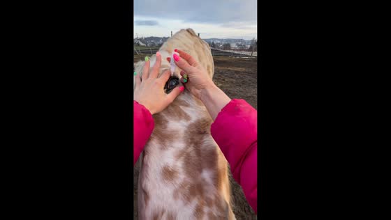 Horse gets eye treatment in Dubiecko, Poland