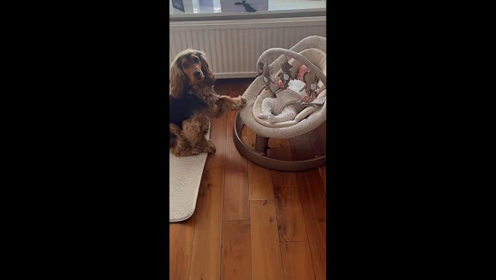 Pet dog gently pushes baby rocker at home in London, UK