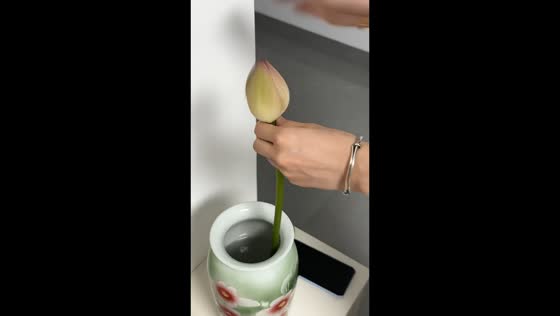 Failed attempt at waking up lotus flower in Guangdong, China