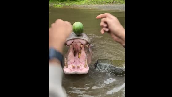 Visitor misses throw, fruit lands on hippo's mouth at Bogor Safari Park
