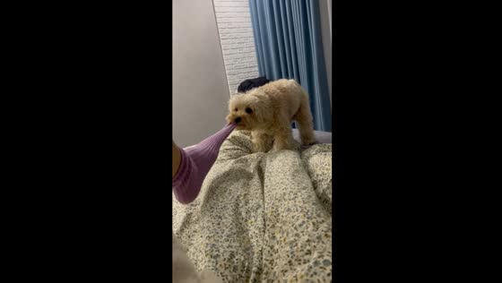 Buglyk the sock bandit: Maltipoo mischief in Kyiv