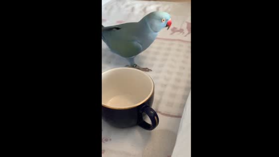 Parrot in Leonberg, Germany, drinks from cup and dances before freezing