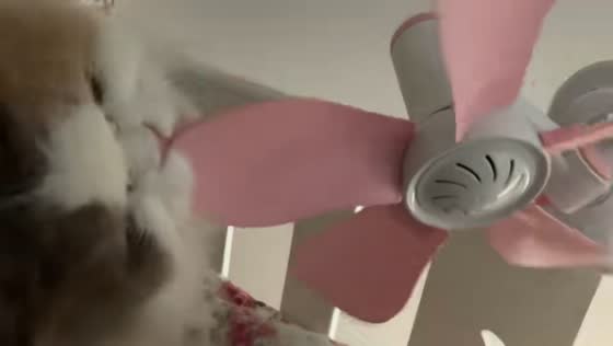 Playful cat tries to stop clipfan in Guangdong, China