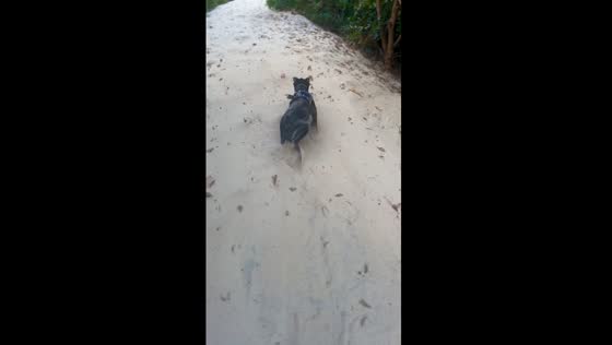 Sandy slope sprint: Zeus takes a tumble in intense hill training