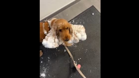 Dog struggles with snow hanging from its ears