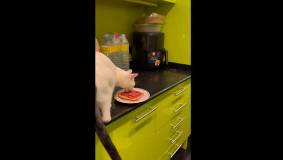 Cat steals food in Barcelona, runs away as owner chases It