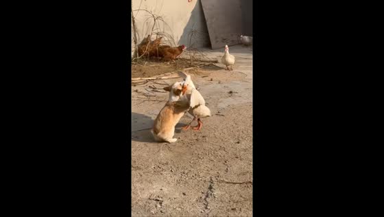 Corgi and goose engage in playful scuffle in Shandong, China