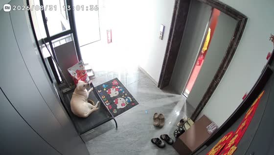 Deliveryman leaves package by elevator after seeing resting dog in Hubei, China