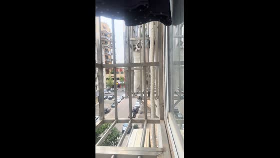 Ragdoll cat makes adorable sounds while leaning against window guard in Hubei, China