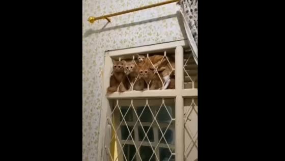 Dozens of cats crowd window after mysterious mess in Garut, Indonesia