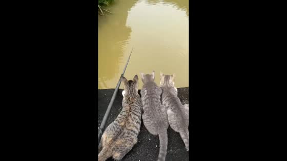 Cats watch the river from a bridge in Guangdong, China