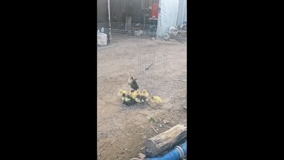 Duckling climbs over metal mesh and escapes in Shandong, China