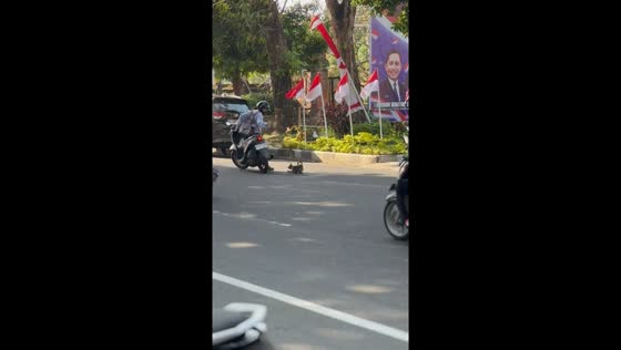 Cat injured on street in Renon, Bali, Indonesia