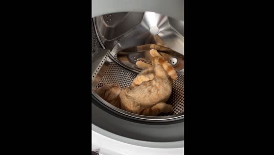 Cat found sleeping in washing machine in Lviv