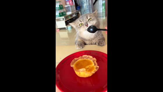Little greedy cat enjoys cake in Chongqing, China
