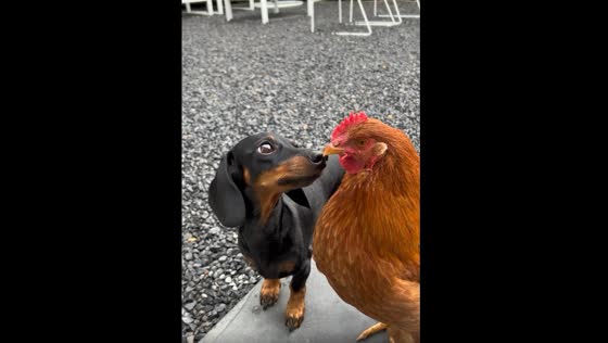 Cute dog being obsessed with a chicken!