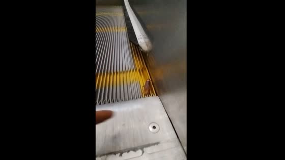 Escalating escape: cockroach's slippery run