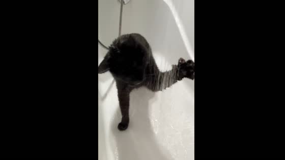 Cat Uglyk finds joy in shower play