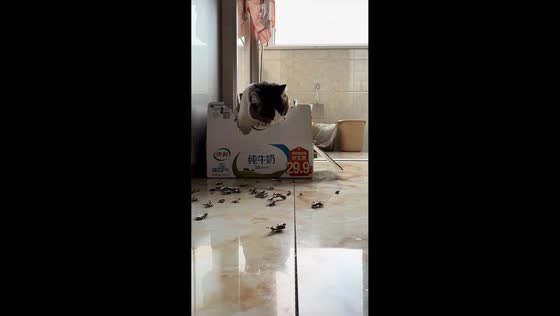 Naughty cat tears up box in Heilongjiang, China