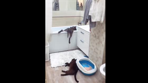 The dog lies funny on the bath and the cat calmly watches him!
