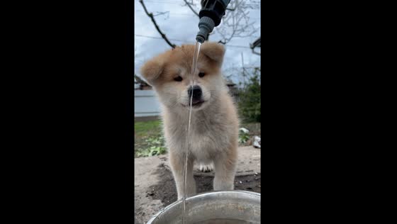 Puppy's first lesson: drinking from the tap turns hilarious