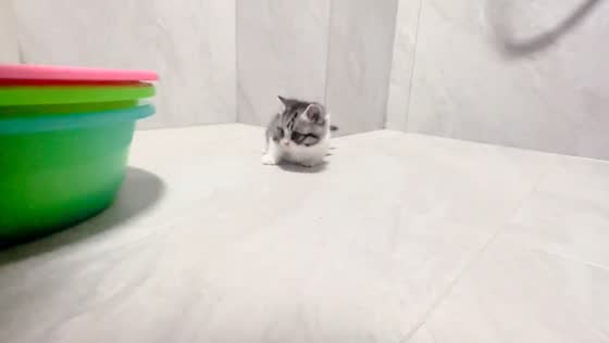 Kitten scared by moving basins in Jiangxi, China