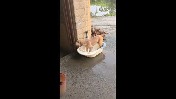 Dog enjoys playful water bath in Guangdong, China