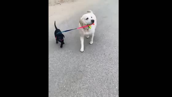 Adorable labrador refuses to let her daughter go far in Delhi, India