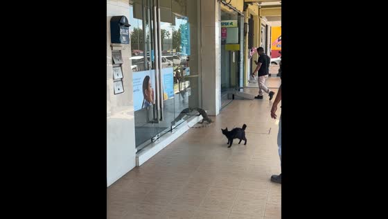 Monitor lizard attempts to enter Klang Bank