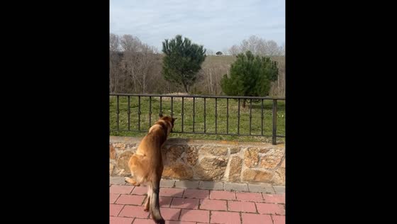 Dog runs into a fence in Arévalo, Spain