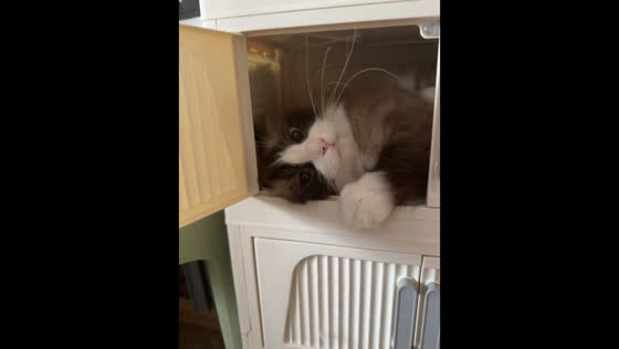 Cat hides in cabinet and surprise its owner in Heilongjiang, China