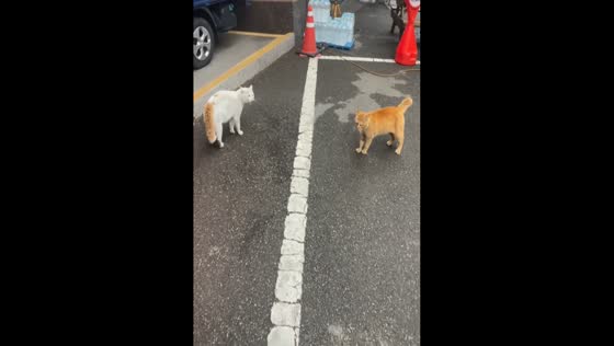 Cat startled by surprise attack under truck in Busan, South Korea
