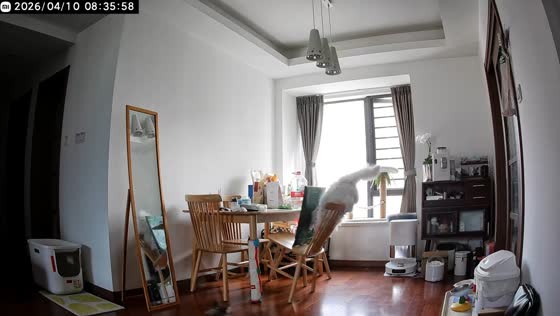 Maine Coon knocks items off table after misstep in Fujian, China