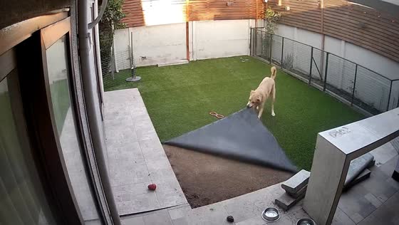 Security camera captures dog unraveling synthetic grass in Santiago compound