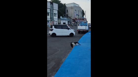 Cat carries a fish across the road in Donghae-si, South Korea