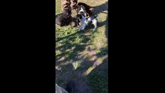 Heartwarming moment: 30 puppies greet rescuers near Avdiivka, Ukraine