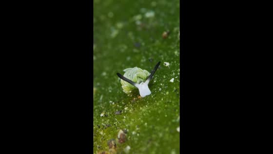 Discover the enchanting world of Costasiella usagi: the adorable 3mm nudibranch 
