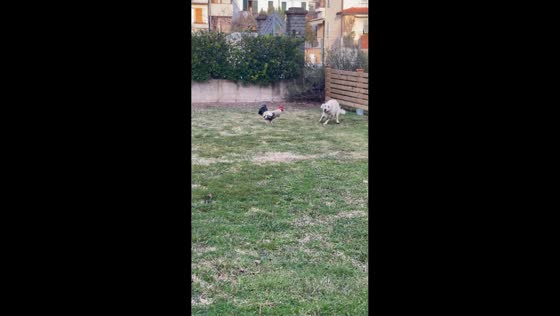 Golden retriever and rooster playfully interact in Loro Ciuffenna, Italy