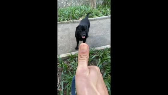 Labrador saves owner from slipping down slope in Fujian, China